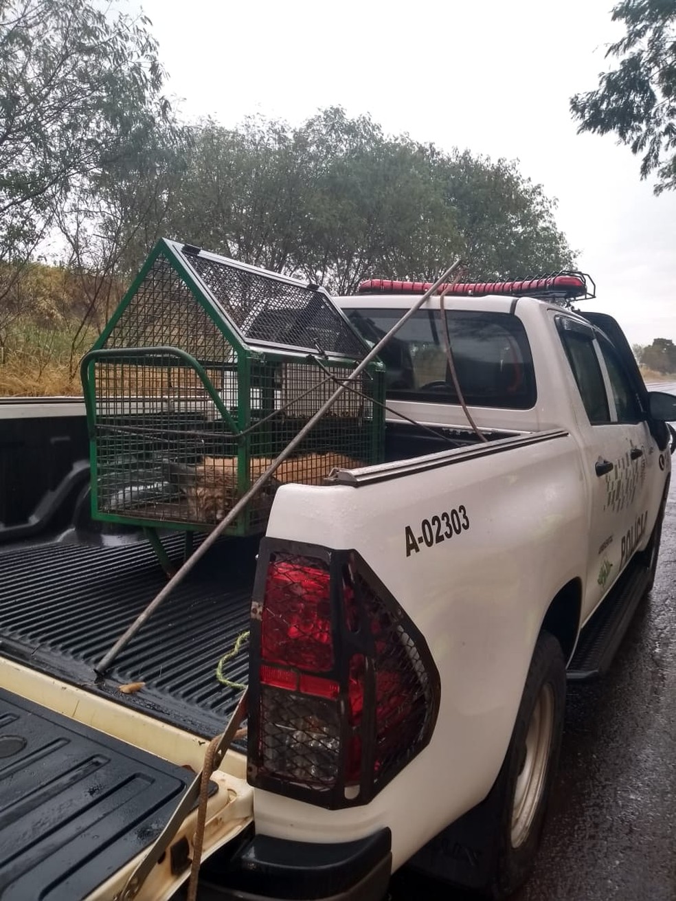 Lobo-guará atropelado na Rodovia General Euclides de Oliveira Figueiredo é resgatado  — Foto: Polícia Ambiental