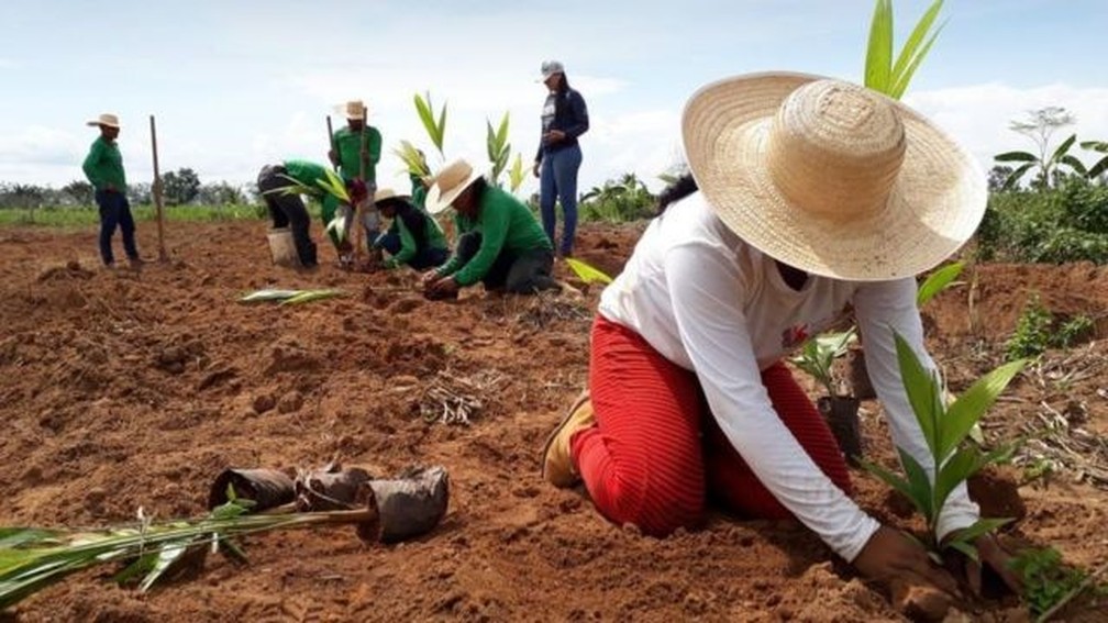 O plantio de mudas também é uma das técnicas usadas para a restauração de paisagens florestais — Foto: Ecoporé-RO/Divulgação