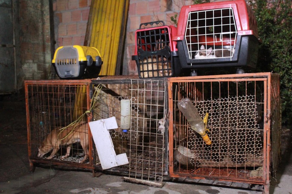 Polícia Civil disponibiliza registro online de Boletim de Ocorrência de maus-tratos contra animais — Foto: Rickardo Marques/G1 AM