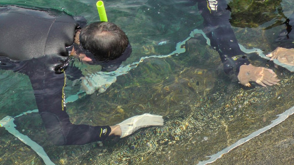 Mergulhadores analisam fauna e flora marinha — Foto: Divulgação/Eletronuclear