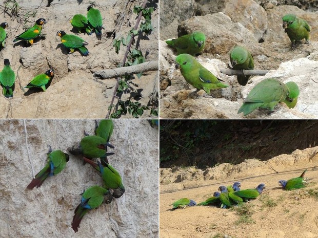 14 espécies de aves são encontradas nos barreiros (Foto: Energia Sustentável do Brasil/Divulgação)