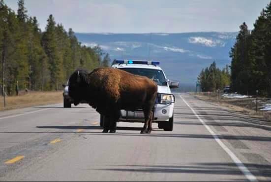 A foto divulgada pelas autoridades do condado de Gallatin mostrando um bisão impedindo a passagem de um carro de polícia (Foto: Facebook)