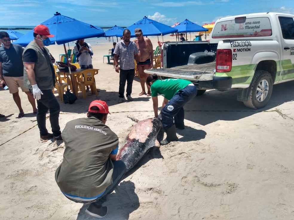 Golfinho morto é resgatado pelo Instituto Biota em Marechal Deodoro, AL — Foto: Divulgação/Instituto Biota