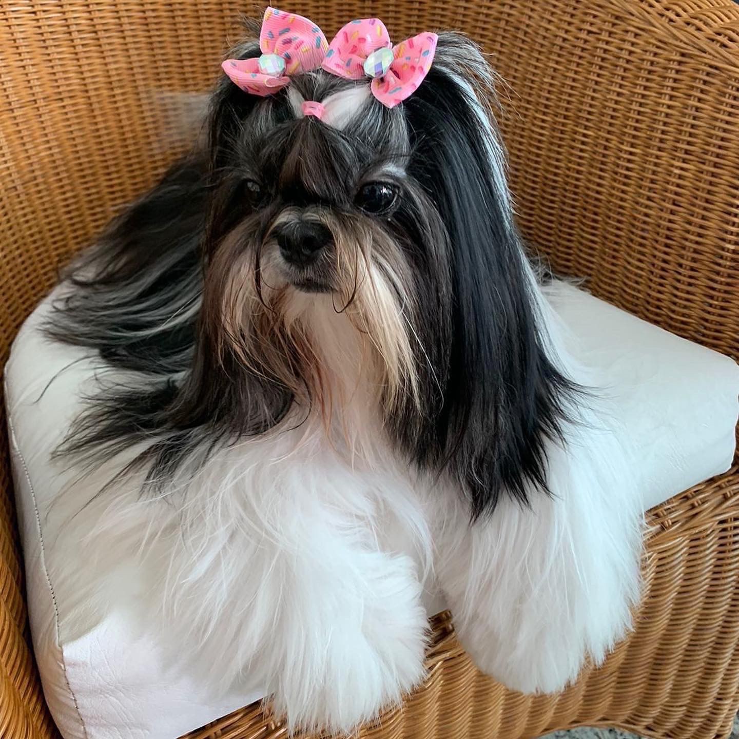 Cachorra shih-tzu é levada de dentro de igreja e advogada pede ajuda para encontrá-la em Boa Vista
