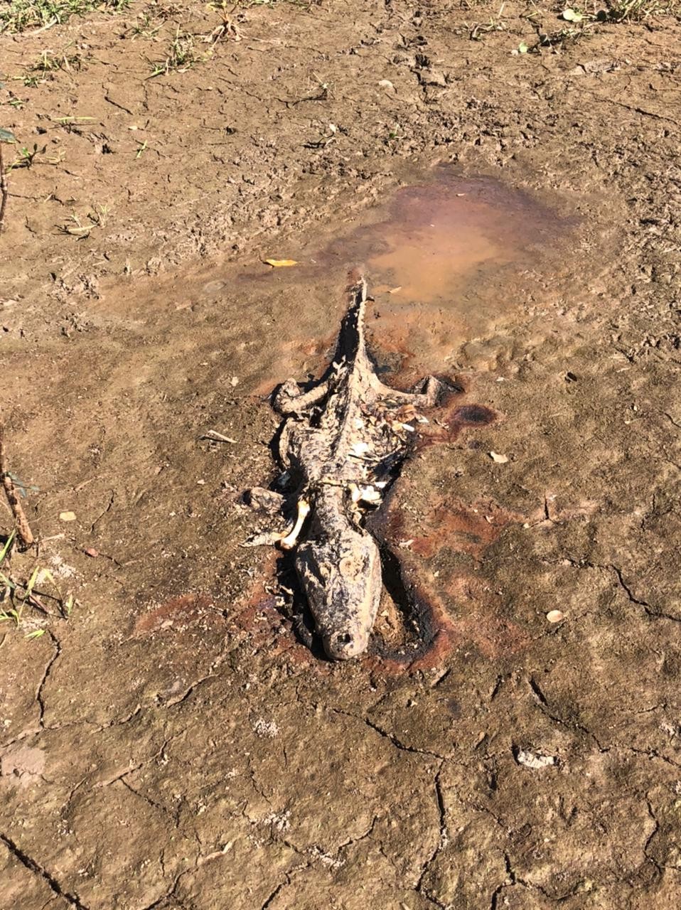 Ossos de animal morto após seca no Pantanal (Foto: Zé Medeiros/Editora Globo)