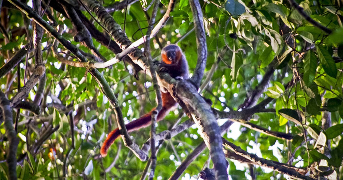 Cientistas encontram nova espécie de macaco no Mato Grosso