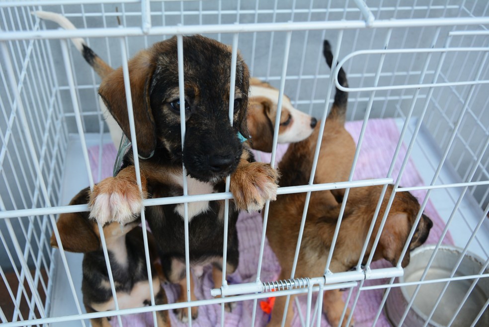 Feira de Adoção de Animais será realizada neste fim de semana em Teresópolis, no RJ | Região Serrana | G1