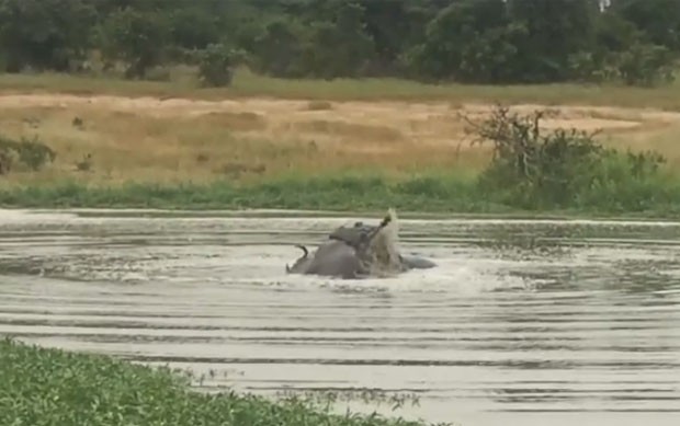 Gnu azarado acabou atacado por crocodilo e hipopótamo ao mesmo tempo (Foto: Reprodução/YouTube/Londolozi Game Reserve)