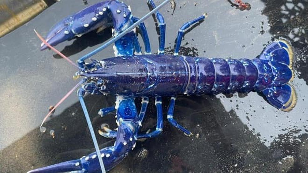 Pescador captura lagosta azul raríssima na Irlanda do Norte: chance é uma em dois milhões — Foto: Reprodução/Facebook
