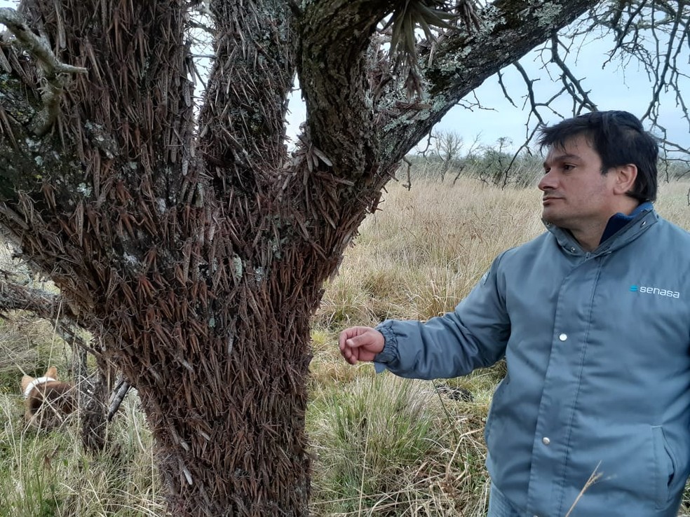 Técnico do governo argentino observa gafanhotos em árvore localizada em Esquina, na província de Corrientes — Foto: Senasa/Divulgação