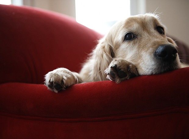 Aprenda a tornar a sua ausência mais tranquila para o seu pet  (Foto: Thinkstock)