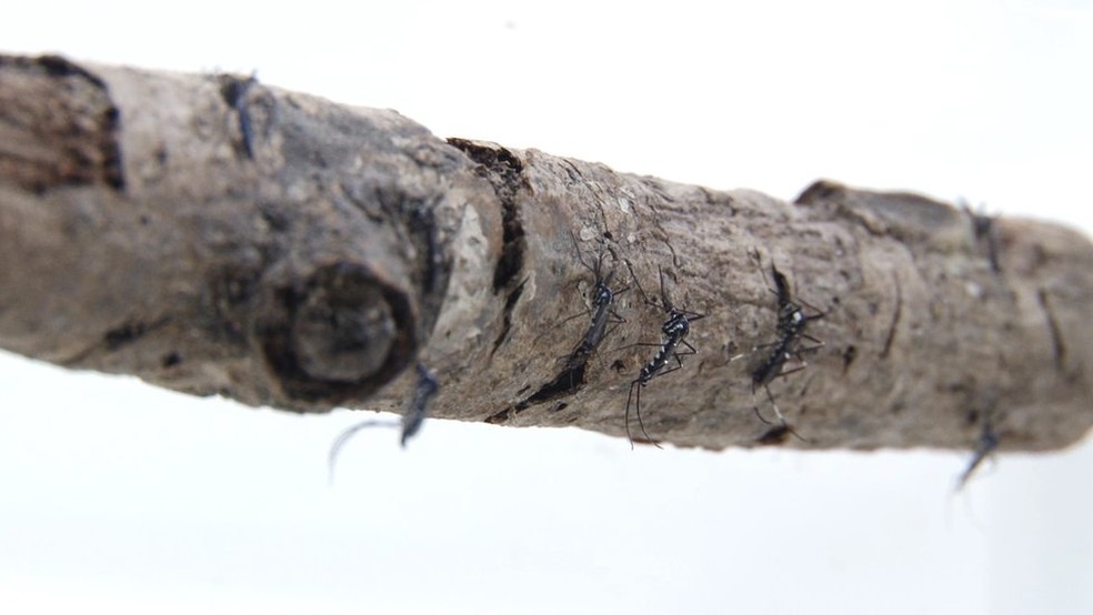 Uma das teses aponta o desaste de Mariana como responsável por espalhar a doença (Foto: Josué Damacena/IOC/Fiocruz)