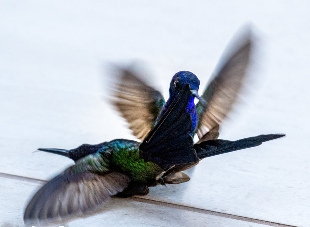Em poucos instantes, um beija-flor atacou o outro; os machos da espécie são considerados violentos e territorialistas — Foto: Luiz Pires/Divulgação