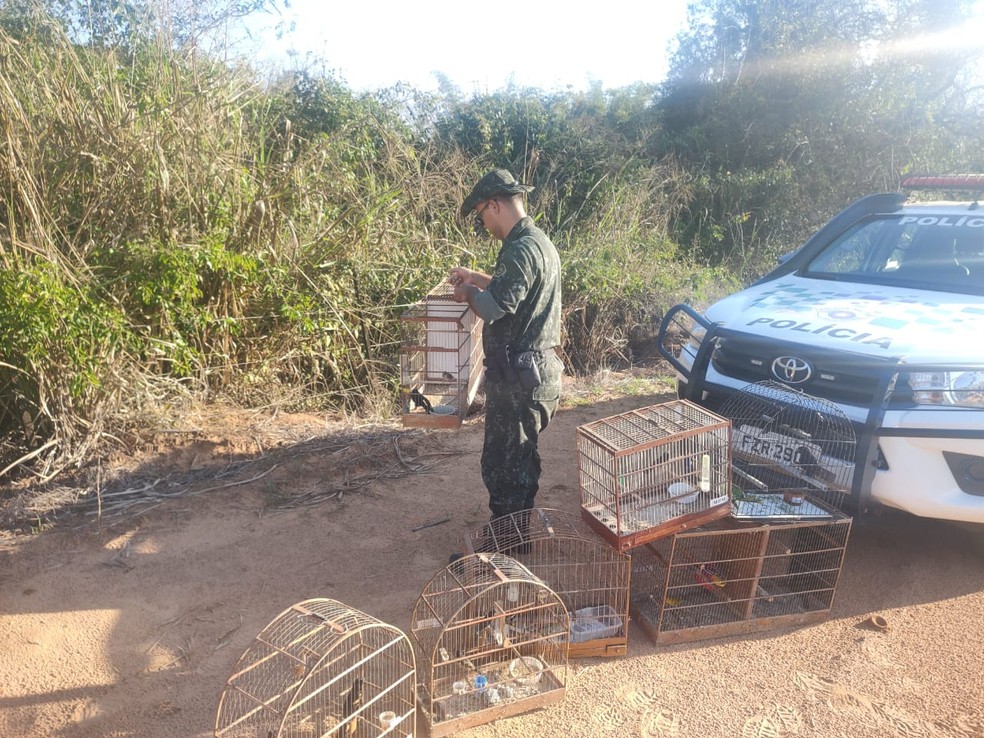 Corporação localizou, após denúncia, 37 aves mantidas em cativeiro em uma casa, em Adamantina  — Foto: Polícia Ambiental 