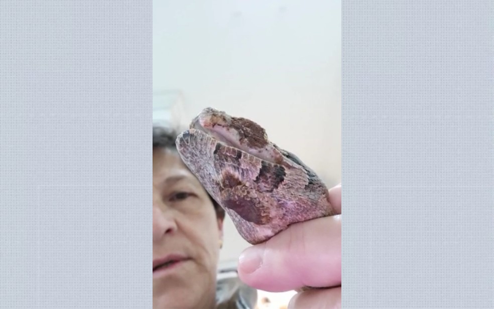 Animal teve mandíbula quebrada e deve passar por procedimento cirúrgico para reconstrução da boca — Foto: Arquivo Pessoal