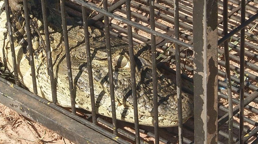 Jacaré resgatado vai ser avaliado clinicamente no zoológico antes de ser devolvido à natureza — Foto: TV TEM/Reprodução