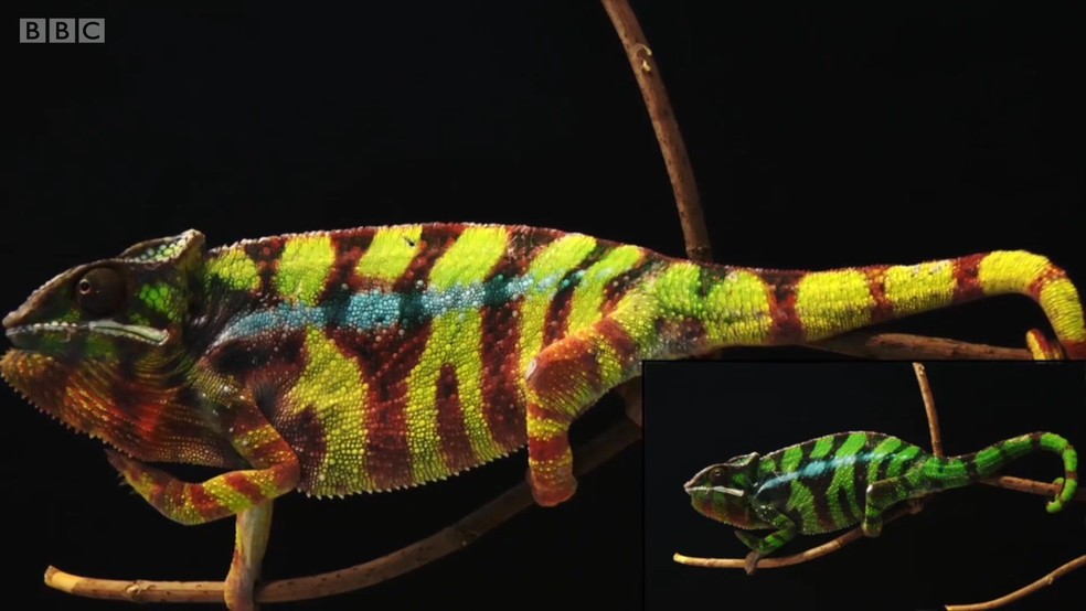 Camaleões também têm a habilidade de se camuflar em ambientes selvagens (Foto: BBC)