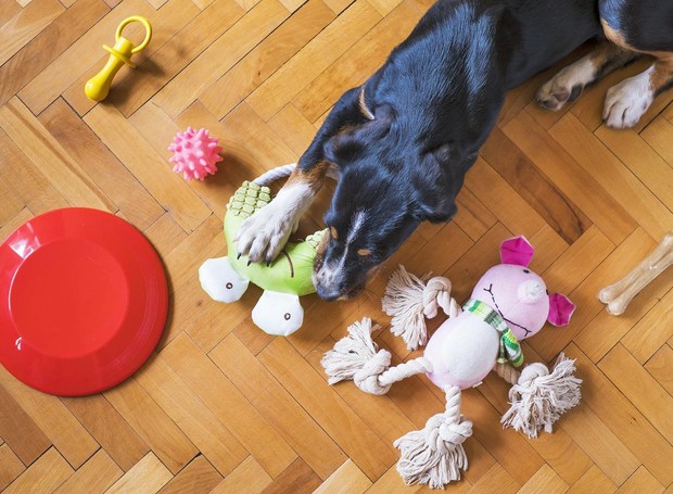 Brincadeiras são essenciais para o bem-estar dos cães (Foto: Pixabay/ Mat Coulton/ CreativeCommons)