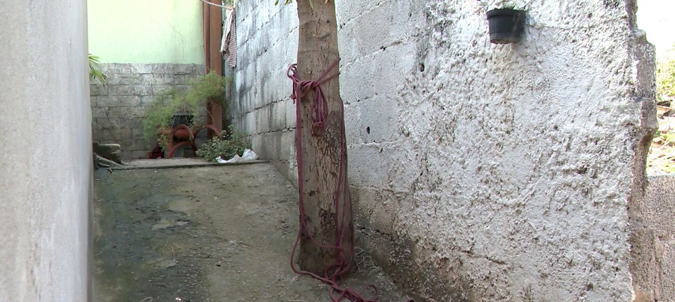 Árvore onde homem que agrediu os pais foi amarrado até a chegada da PM no ES — Foto: Reprodução/TV Gazeta