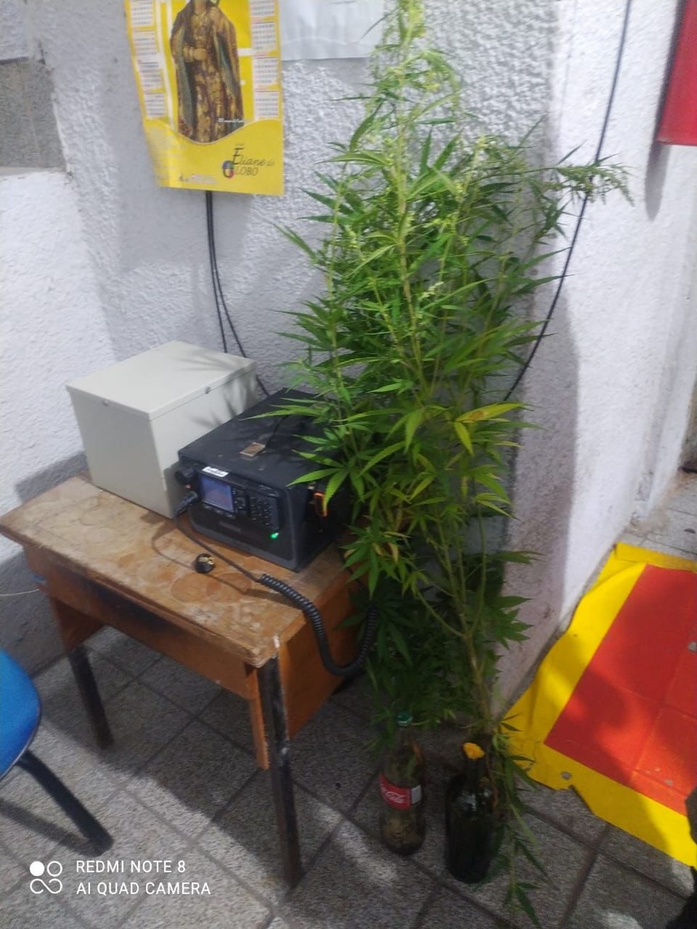 Polícia apreende pés de maconha durante operação em Alagoas — Foto: Ascom SSP-AL