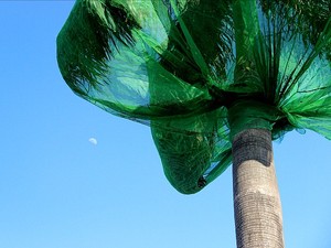 Telas foram instaladas em palmeiras em frente a condomínio de luxo em 2012 (Foto: Marcos Dantas/G1 AM)