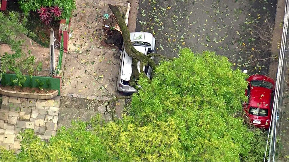 Árvore cai sobre carro na Bela Vista após temporal — Foto: Reprodução TV Globo