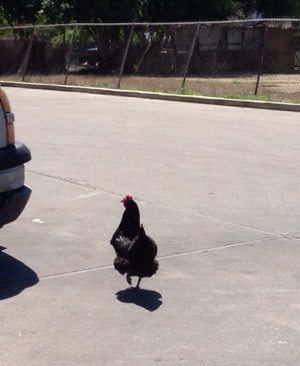 Policial 'ajuda' galinha a atravessar rua nos EUA, Planeta Bizarro