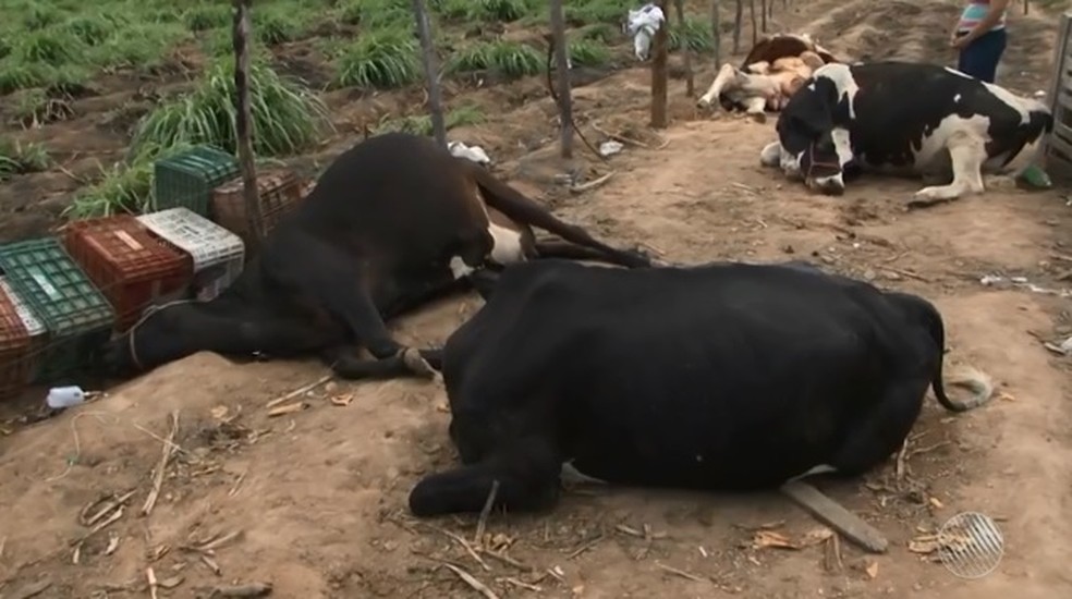 Vacas foram achadas mortas em fazenda no norte da Bahia (Foto: Reprodução/ TV Bahia)