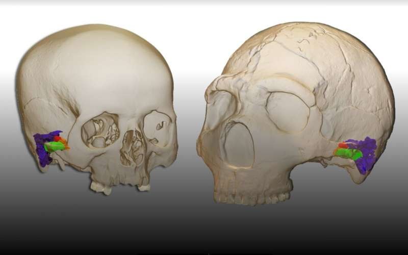 (Esq.) modelo 3D do crânio de um ser humano moderno; (dir.) modelo de um neandertal (Foto: Divulgação/Mercedes Conde-Valverde/Binghamton University)
