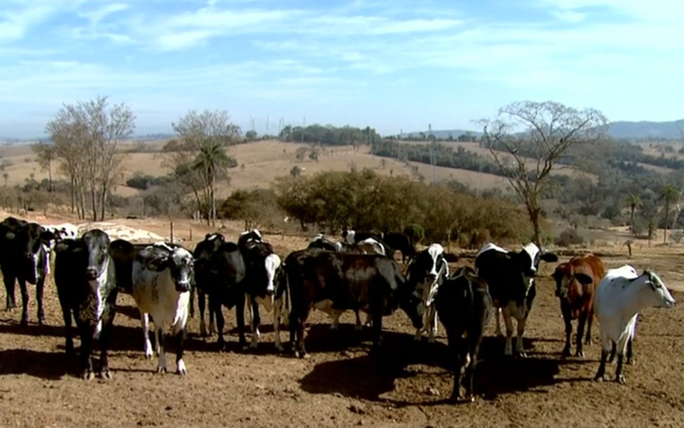 Geada prejudica produção de leite no Sul de Minas — Foto: Reprodução/EPTV