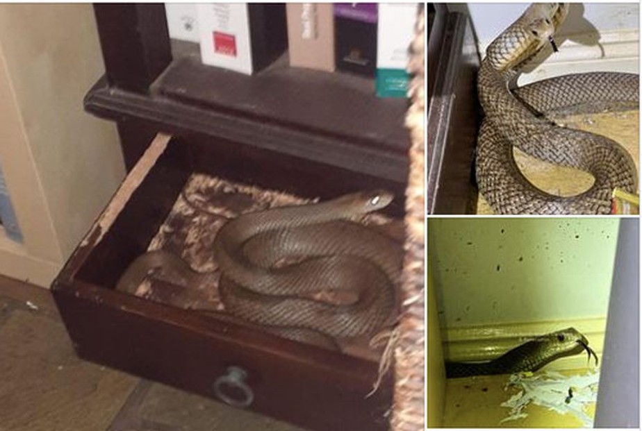 Cobra-marrom encontrada em gaveta de casa em Brisbane, Austrália.