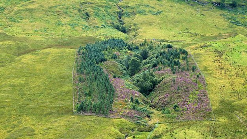 Este cercado na foto acima, onde crescem árvores e flores, revela o impacto dos animais que pastam e como seria a paisagem escocesa sem eles. — Foto: Passion Pictures/BBC