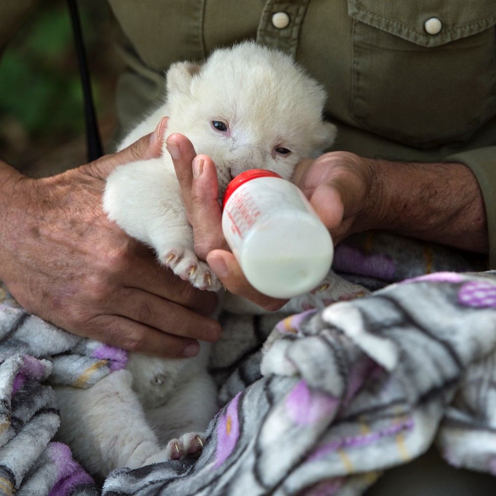White King, o primeiro filhote de leão branco nascido na Espanha, é alimentado por cuidador do Reserva Guillena World Park, em Sevilha, em 10 de junho de 2020 — Foto: Cristina Quicler/AFP