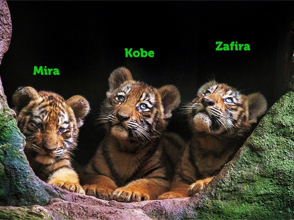 Filhotes de tigre siberiano ganham nomes no zoo de Itatiba (SP) — Foto: Arquivo Pessoal