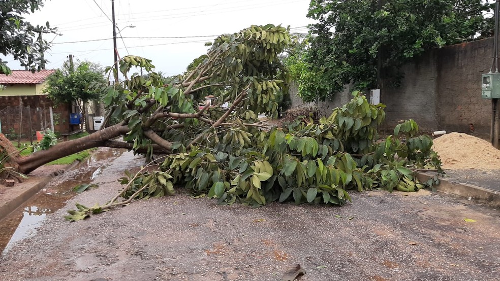 Vários árvores caíram pela cidade de Pequizeiro, após tempestade — Foto: George da Silva Camelo/Divulgação