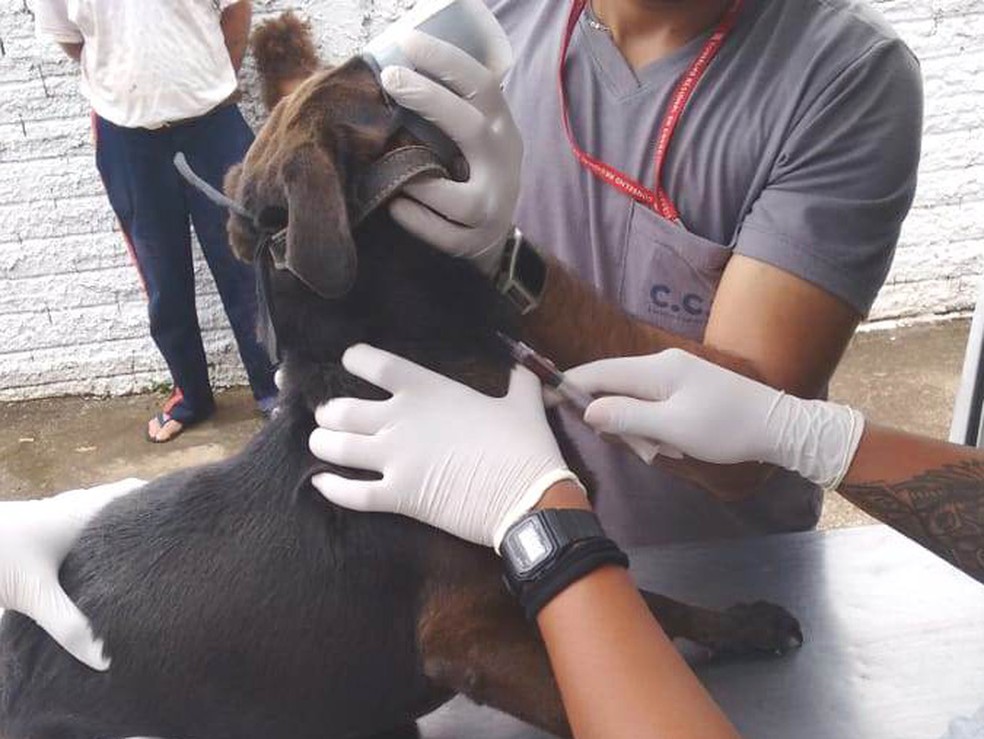 Coleta de sangue em cães para diagnóstico de leishmaniose — Foto: Cedida/Secom