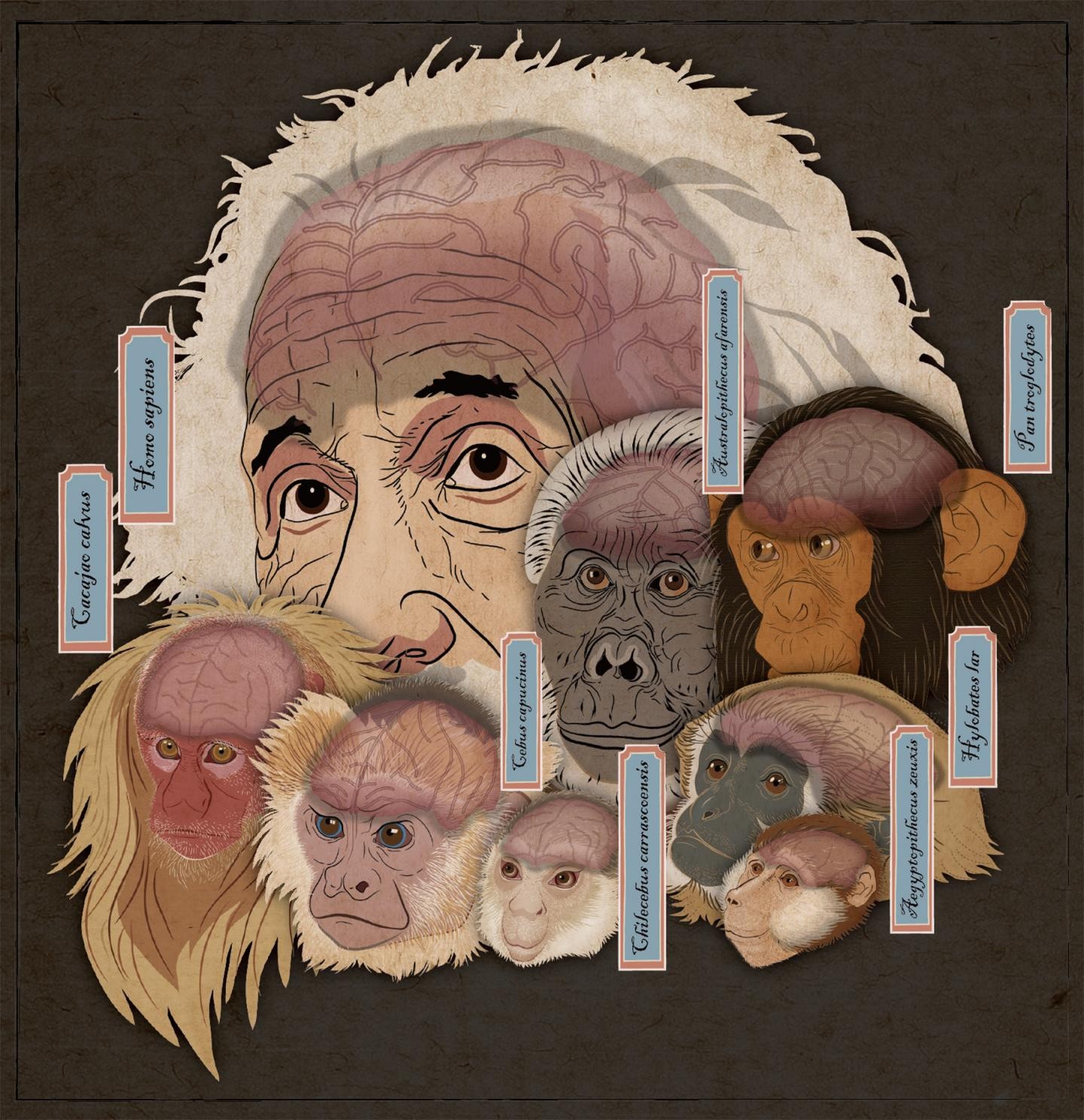 Comparação dos cérebros de vários primatas, incluindo humanos (canto superior esquerdo) e o fóssil Chilecebus (meio inferior) (Foto: Xiaocong Guo/Xijun Ni )