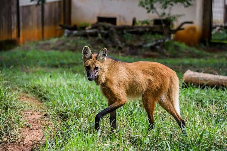 Lobo-guará ganha visibilidade após estampar cédula de R$200 (Foto: Marcella Lasneaux / Zoo de Brasília / Agência Brasil)