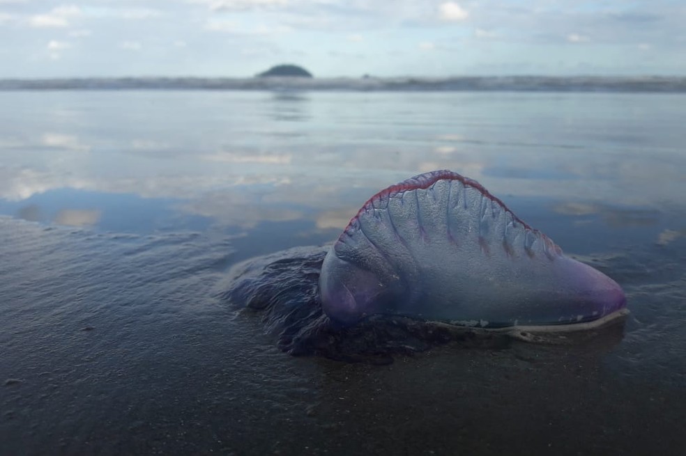 Animais t�m tent�culos com subst�ncias urticantes � Foto: Arquivo Pessoal/Edson Ventura
