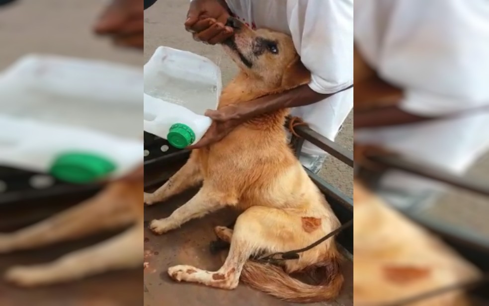 CÃ£o socorrido recebe Ã¡gua apÃ³s ser amarrado e arrastado em uma moto, em JataÃ­ â€” Foto: PolÃ­cia Militar/DivulgaÃ§Ã£o