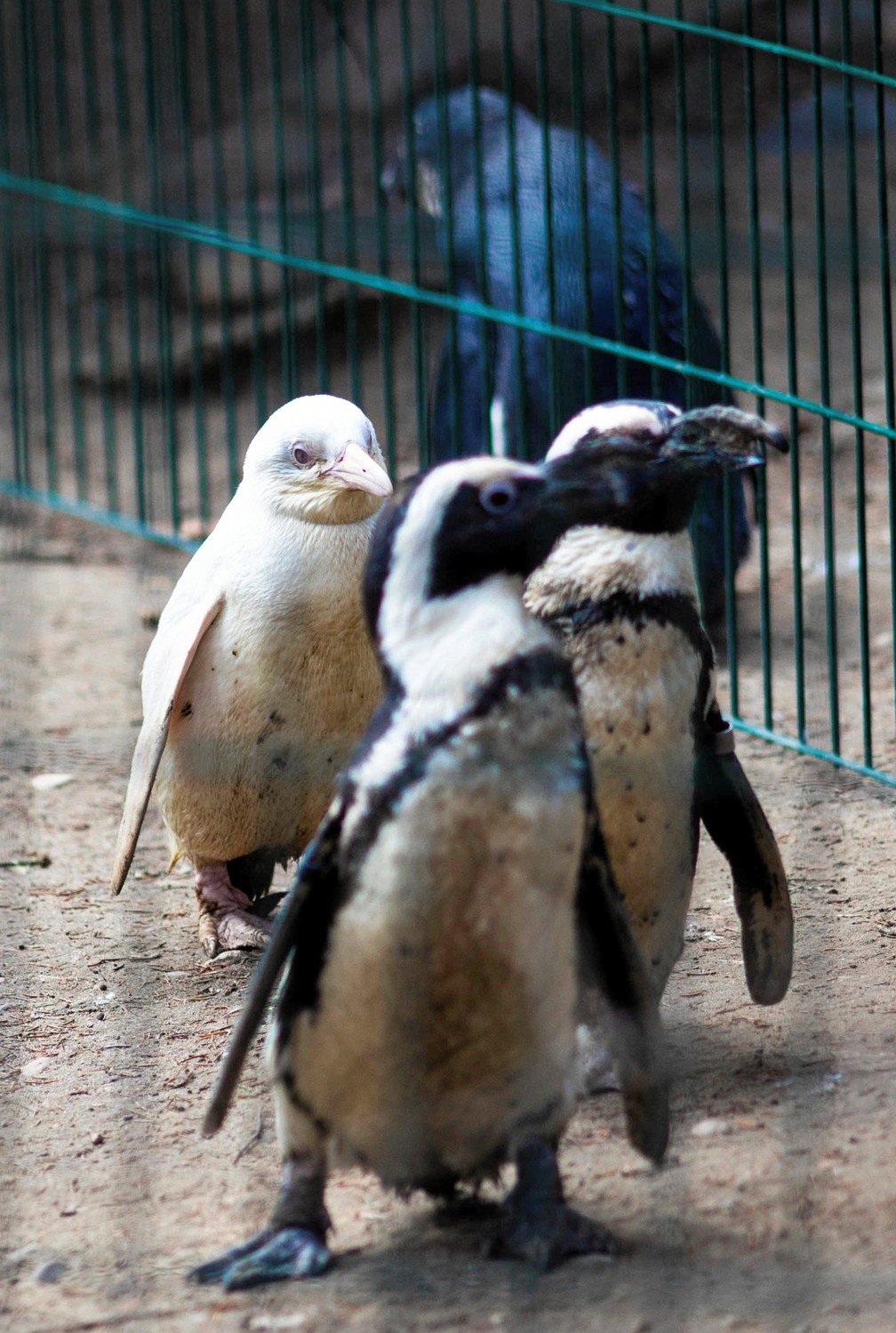 Pinguim albino não foi aceito por grupo em zoológico polonês — Foto: Agencja Gazeta/Michal Ryniak via REUTERS 