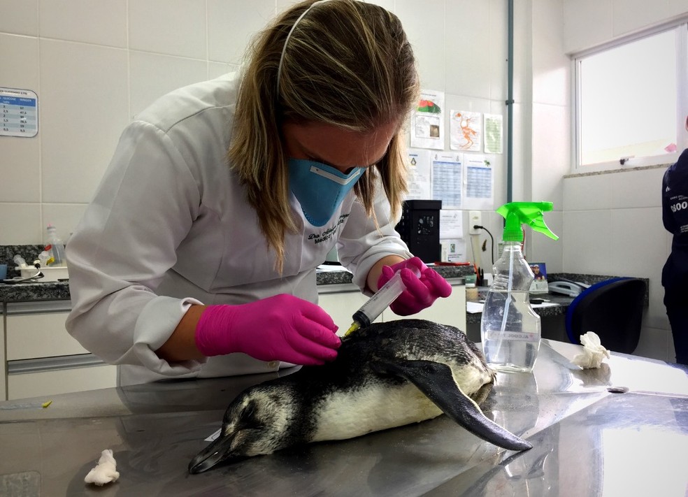 Vindos da Patagônia, pinguins chegam debilitados às praias de SC  — Foto: Divulgação/PMP BS Univali 