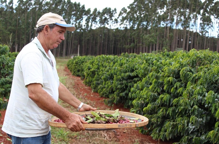 Grão Sagrado: veja onde buscar conhecimento e capacitação para a produção de café no Sul de Minas