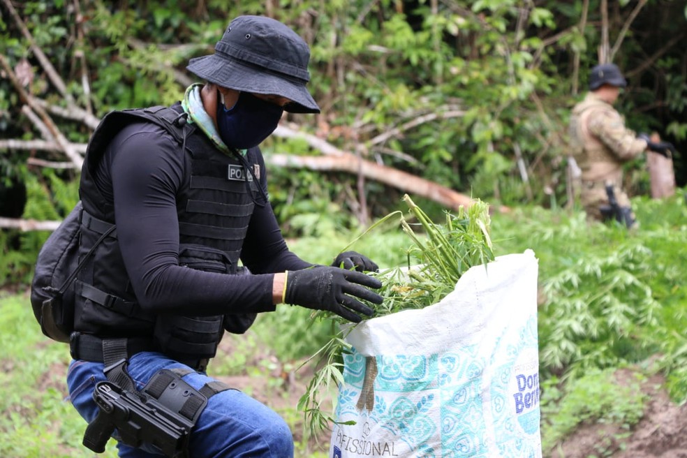 Polícia descobre meia tonelada de maconha na Bahia e cultivo foi achado entre plantações de eucaliptos — Foto: Divulgação/SSP-BA