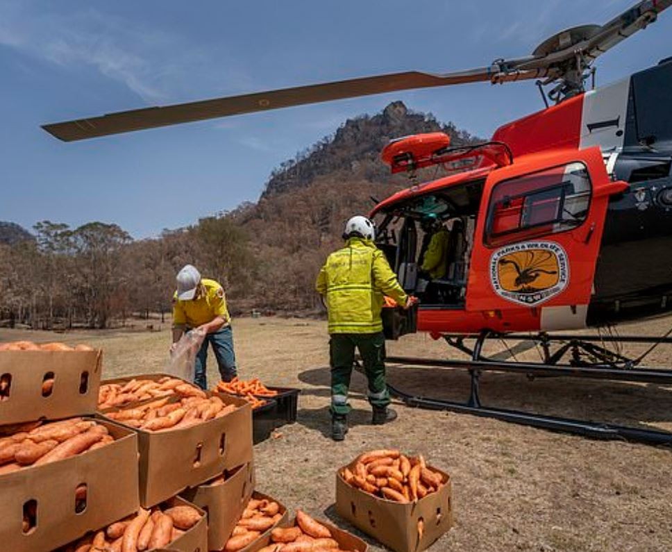 Quase 3 toneladas de cenouras e batatas doce já foram lançadas sobre áreas atingidas pelas queimadas (Foto: NSW Office of Environment & Heritage)