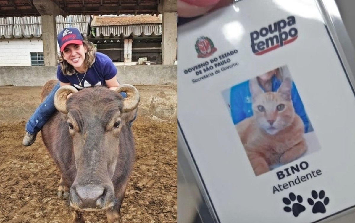 Dona de gato que ganhou crachá de 'atendente' do Poupatempo diz que ...