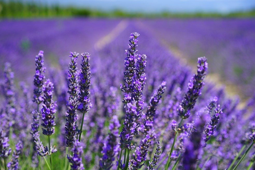 A lavanda ganhou as mesas em molho e sobremesas — Foto: Reprodução da Internet