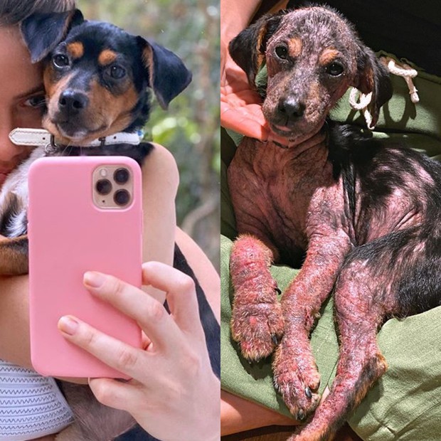 Lasanha hoje e no dia em que foi resgatada (Foto: Reprodução/Instagram)