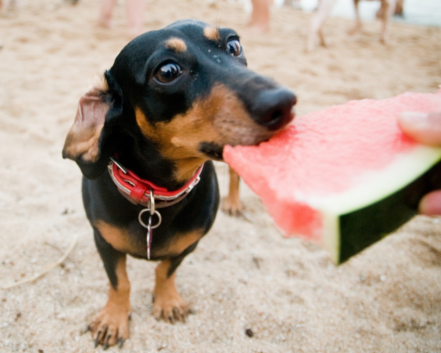 A melancia pode ser extremamente benéfica para os cachorros (Foto: Canva/CreativeCommons)