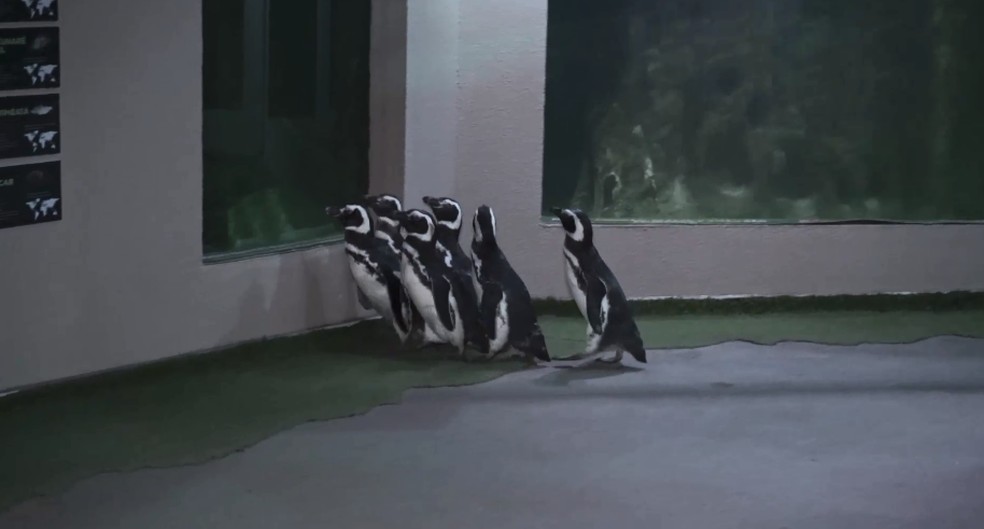 Os pinguins adolescentes foram apelidados pela equipe de Joey, Ross, Chandler, Phoebe, Mônica e Rachel — Foto: RockSet/Divulgação